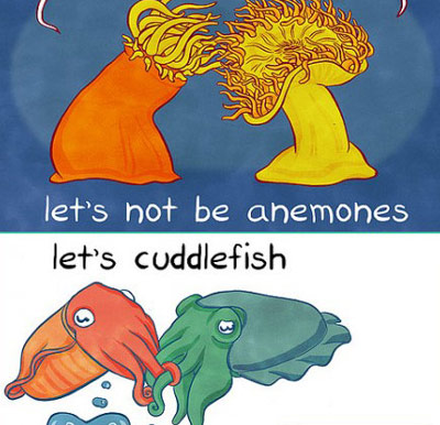 Cuddle Fish